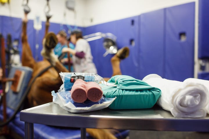 Horse undergoing colic surgery