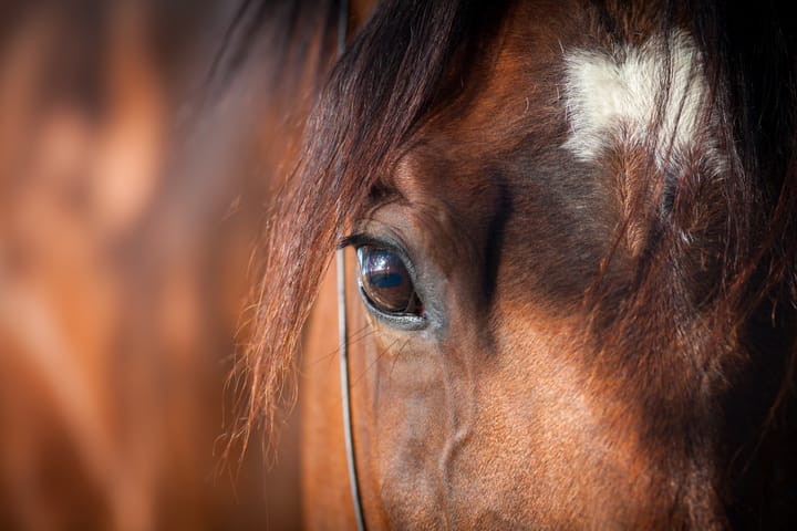 Closeup of horse eye in distress